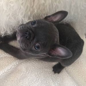 Meet your Posher, Phuoc